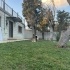 ALMAN ÇOBAN - LUPİ <3 fotoğraf