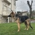 ALMAN ÇOBAN - LUPİ <3 fotoğraf