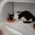 ACİL YUVA KLİNİKTEN UYSAL SMOKİN KEDİ fotoğraf