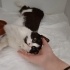 ACİL YUVA KLİNİKTEN UYSAL SMOKİN KEDİ fotoğraf