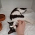 ACİL YUVA KLİNİKTEN UYSAL SMOKİN KEDİ fotoğraf