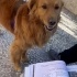Kızıl Golden Yuva Arıyor fotoğraf