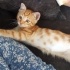 Kedi sahiplendirme