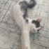 Kedi sahiplendirme