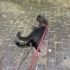 Evladıma Acil kalıcı yuva fotoğraf