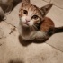 Sevimli Yavru Tekir Kedi