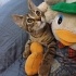 Acil yuva aranıyor fotoğraf