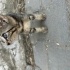 Minicik yavru kedi fotoğraf