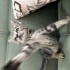 Minicik yavru kedi fotoğraf