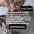 Yavru sokak kedisi fotoğraf
