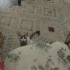 Dortbucuk aylık oyun canlısı fotoğraf