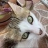Lola yuva arıyor fotoğraf