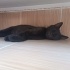 Siyah 4 aylık erkek kedi aşı ve kısırlaştırmasına destek olunacaktır. fotoğraf