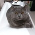 Gülümseyen Kedi