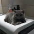 Gülümseyen Kedi fotoğraf