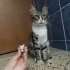 prensesler gibi yasamaya layik bir kedi🤭 fotoğraf