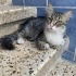 prensesler gibi yasamaya layik bir kedi🤭 fotoğraf