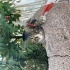prensesler gibi yasamaya layik bir kedi🤭 fotoğraf