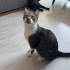 Dünya tatlısı erkek kısır ısırma tırnaklama huyu yok sevgi yumağı fotoğraf