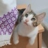 Ücretsiz sahiplenme pofidik yavru kardeşler acil yuva fotoğraf