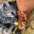 Moli yuva arıyor fotoğraf