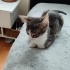 3 aylık erkek sokağa dönmesin fotoğraf