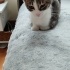 3 aylık erkek sokağa dönmesin fotoğraf