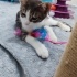 3 aylık erkek sokağa dönmesin fotoğraf