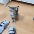 3 aylık minik sokağa dönmesin fotoğraf