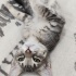 3 aylık minik sokağa dönmesin fotoğraf