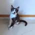 Ücretsiz sahiplenme cam göz ailesi fotoğraf