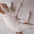 Çok akıllı ve tatlı minnoş bi kedi fotoğraf