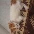Çok akıllı ve tatlı minnoş bi kedi fotoğraf