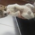 3 adet yavru kedi fotoğraf