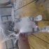 3 adet yavru kedi fotoğraf