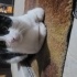 Aşırı uysal sakin tekir kedi