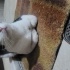 Aşırı uysal sakin tekir kedi fotoğraf
