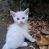 MİNİK CASPER AİLESİNİ ARIYOR fotoğraf