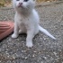 MİNİK CASPER AİLESİNİ ARIYOR fotoğraf