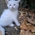 MİNİK CASPER AİLESİNİ ARIYOR fotoğraf