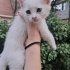 MİNİK CASPER AİLESİNİ ARIYOR fotoğraf