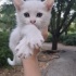 MİNİK CASPER AİLESİNİ ARIYOR fotoğraf