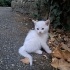MİNİK CASPER AİLESİNİ ARIYOR fotoğraf