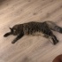 Sosyal Kelebeğimize Ömürlük Yuva Arıyoruz fotoğraf