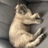 British shorthair 2 yaş