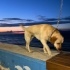 LABRADOR RETRİEVER fotoğraf