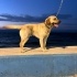 LABRADOR RETRİEVER fotoğraf