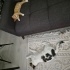 Kör oğlumuza yuva arıyoruz fotoğraf