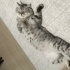 Acil sahiplendirme fotoğraf
