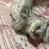 Acil sahiplendirme fotoğraf